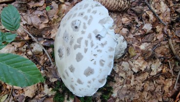 Amanita strobiliformis