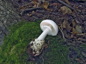 Amanita phalloides