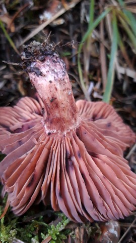 Hygrophorus capreolarius