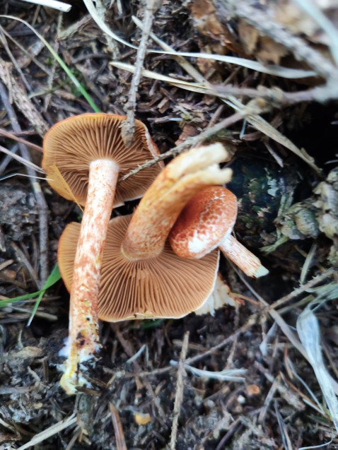 Cortinarius bolaris