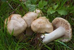 Entoloma sepium