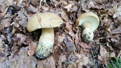 Gyroporus castaneus