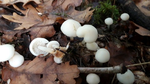 Marasmius wynneae