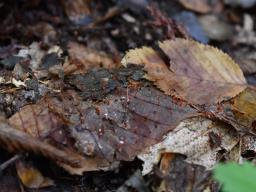 Anthina flammea