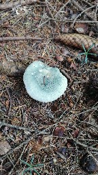 Russula virescens