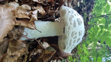 Amanita strobiliformis