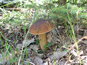 Boletus reticulatus