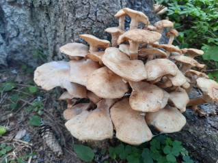 Armillaria borealis