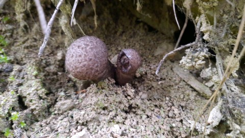 Strobilomyces strobilaceus