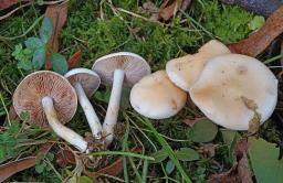 Hebeloma pseudofragilipes