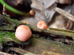 Lycogala epidendrum