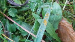 Puccinia striiformis