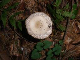 Amanita battarrae