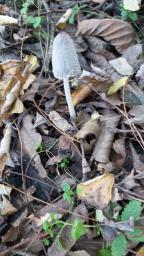 Coprinopsis lagopus