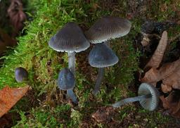 Mycena polygramma