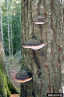 Fomitopsis pinicola