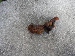 Auricularia mesenterica
