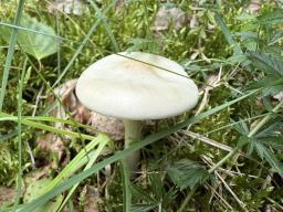 Melanoleuca strictipes
