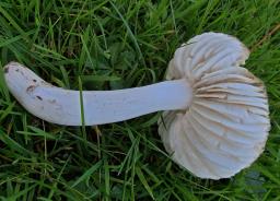 Pseudoporpoloma pes-caprae