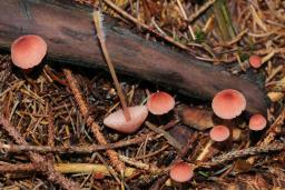 Mycena rosella