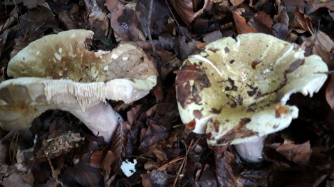 Russula olivacea