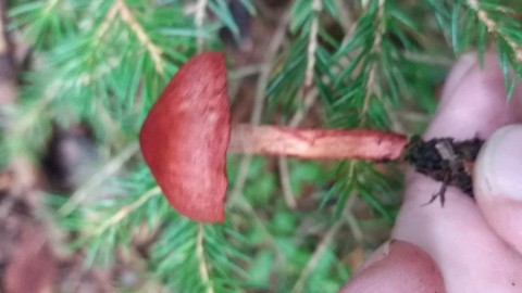 Cortinarius sanguineus