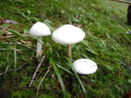 Amanita virosa