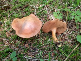 Chalciporus piperatus