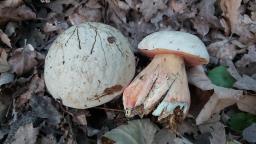 Rubroboletus satanas