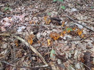 Craterellus lutescens