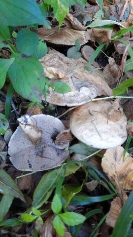 Suillus viscidus