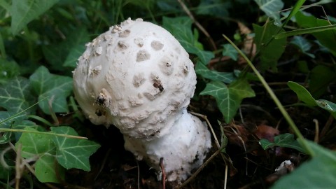 Amanita strobiliformis