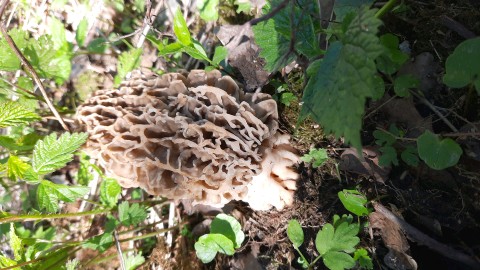 Morchella vulgaris