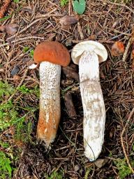 Leccinum aurantiacum