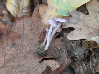 Inocybe geophylla var. lilacina