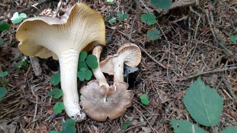 Cantharellus amethysteus