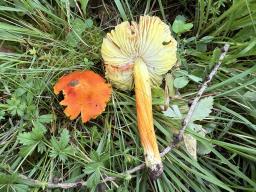 Hygrocybe intermedia