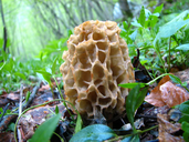Morchella esculenta