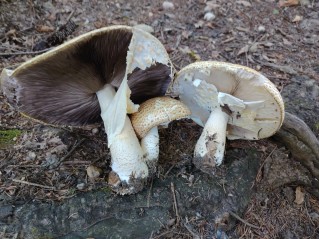 Agaricus augustus