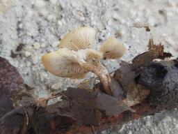 Lentinus tigrinus