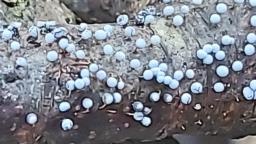 Physarum leucopus