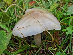 Cuphophyllus fornicatus