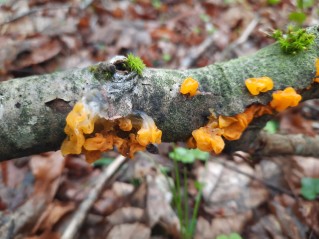 Tremella mesenterica