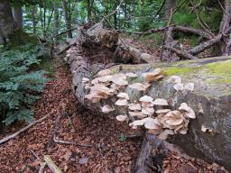 Pleurotus pulmonarius