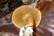 Suillus bovinus