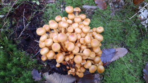 Hypholoma capnoides