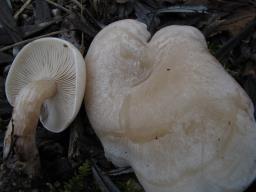 Clitocybe rivulosa