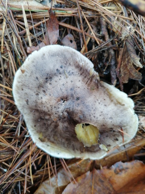 Tricholoma portentosum