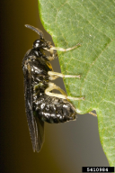 Aproceros leucopoda