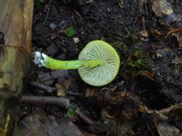 Entoloma incanum